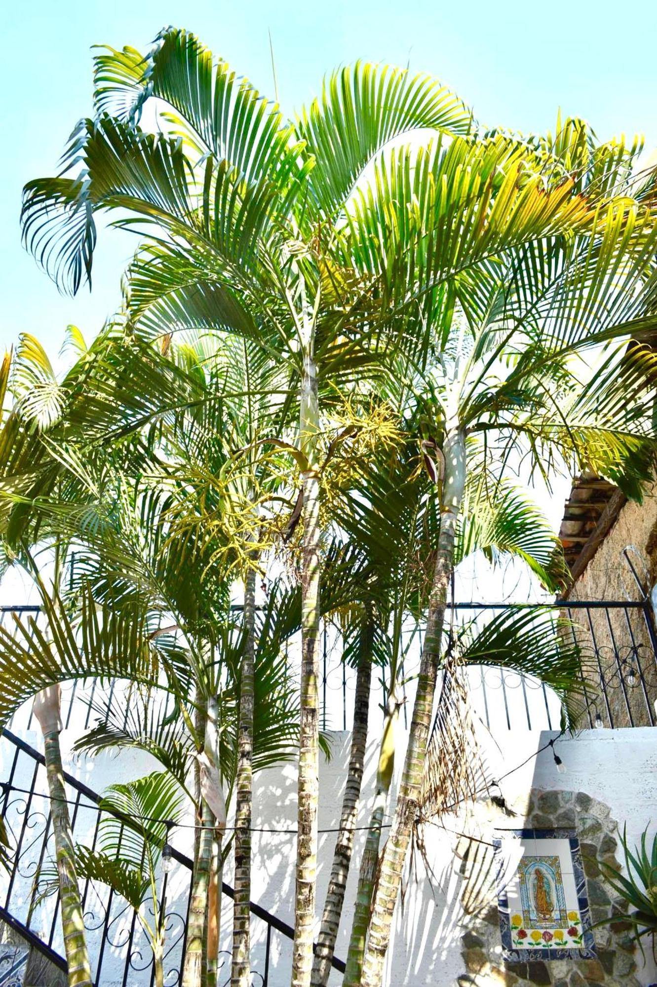 Casa Coco Hostel Santa Ana Extérieur photo