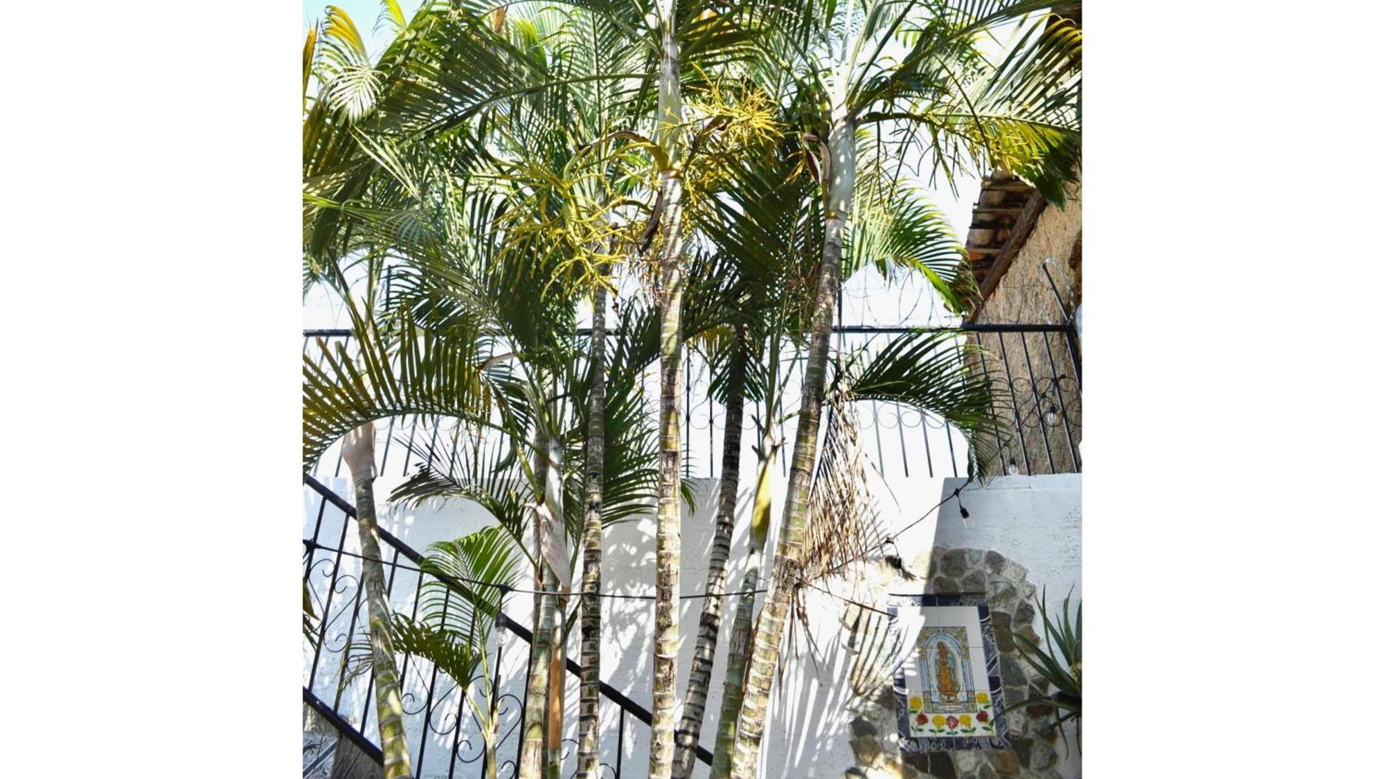 Casa Coco Hostel Santa Ana Extérieur photo